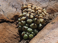 Conophytum truncatum