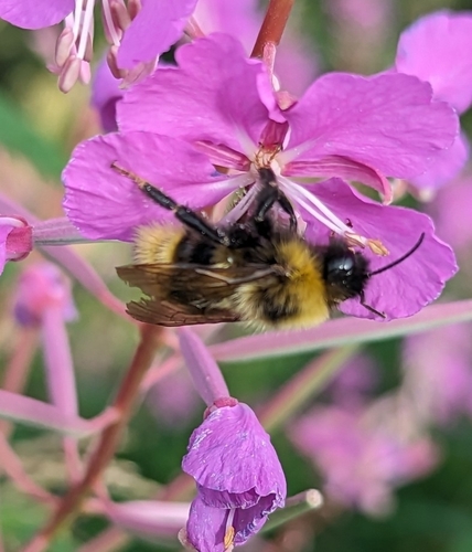 Ashton's Cuckoo Bumble Bee photo 6