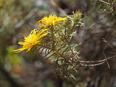 Berkheya angustifolia