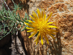 Berkheya angustifolia