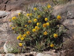 Berkheya angustifolia