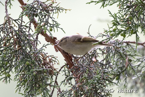 Sichuan Leaf Warbler (Phylloscopus forresti), photo 3