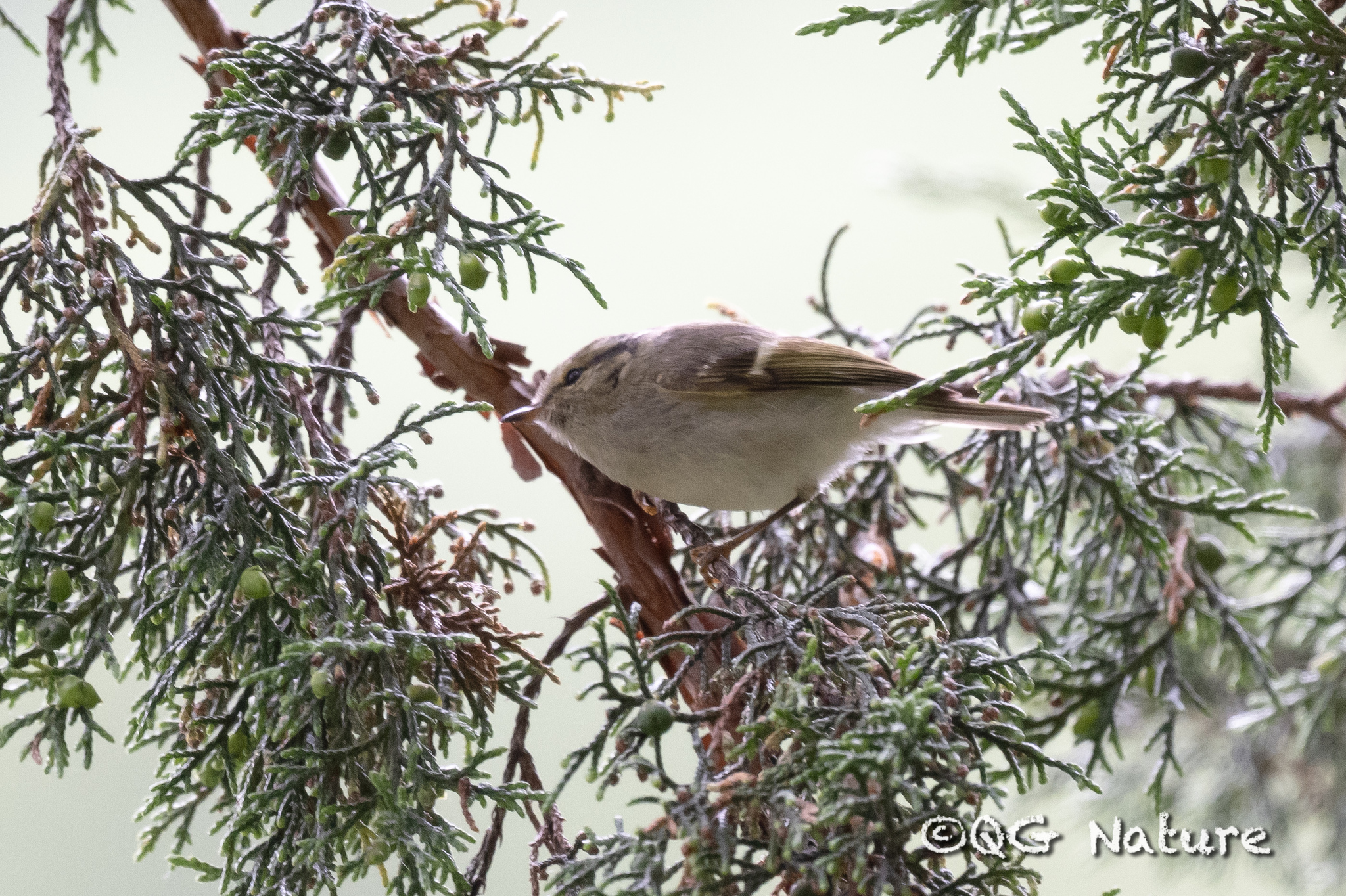 Sichuan Leaf Warbler