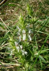 Stachys atherocalyx