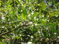 Wild Caper (Capparis fascicularis)