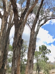 Eucalyptus blakelyi