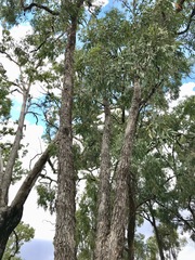Eucalyptus melliodora