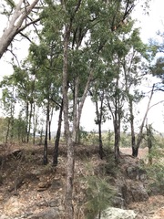 Eucalyptus melliodora
