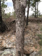 Eucalyptus melliodora