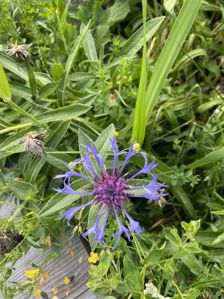 Perennial Cornflower from West Vancouver, BC, Canada on July 26, 2023