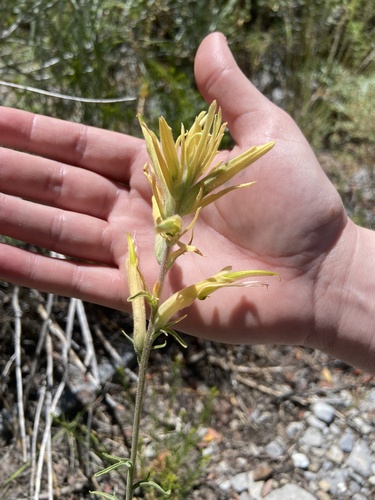 Wyoming Indian paintbrush (Castilleja linariifolia)