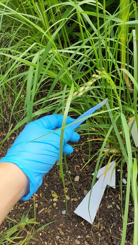 Eragrostis tef iNat (3)