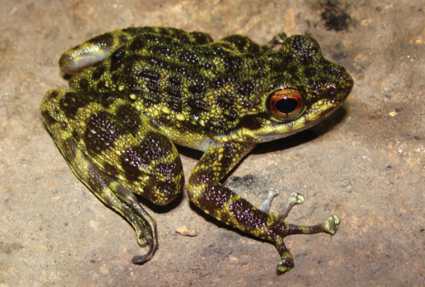 Sierra Leone Water Frog