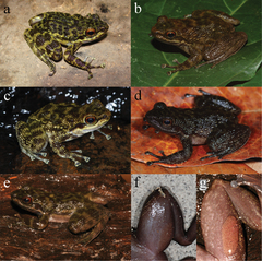 Sierra Leone Water Frog photo 2