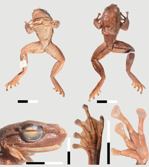 Sierra Leone Water Frog photo 3