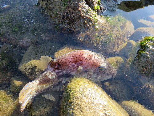 Canthigaster rivulata