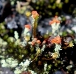 Cladonia didyma observed 2022-07-23