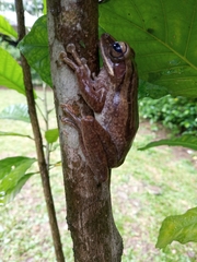 Polypedates leucomystax