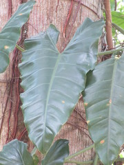 Philodendron