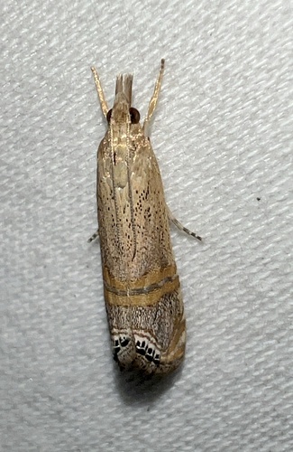 Belted Grass-veneer photo 3