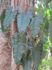 Philodendron