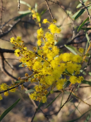 Image of Acacia decora by no rights reserved