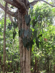 Philodendron