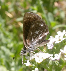 Hesperopsis libya