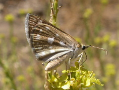 Hesperopsis libya