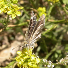 Hesperopsis libya