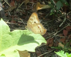 Anartia jatrophae