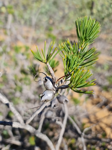 Image of Melaleuca rupestris by (c) Belinda Forbes, some rights reserved (CC BY)