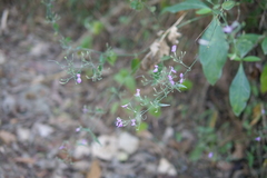 Hypoestes cumingiana