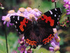 Canary Red Admiral - Photo (c) Paolo Mazzei, some rights reserved (CC BY-NC), uploaded by Paolo Mazzei