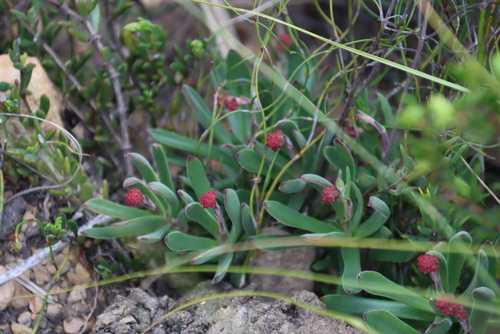 Crassula pubescens
