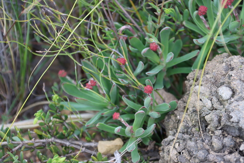 Crassula pubescens