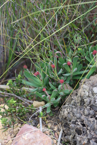 Crassula pubescens