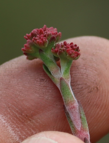Crassula pubescens
