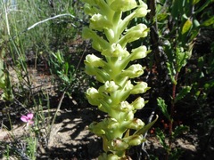 Pterygodium inversum