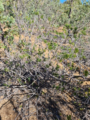 Image of Melaleuca rupestris by (c) Belinda Forbes, some rights reserved (CC BY)