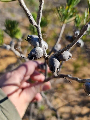 Image of Melaleuca rupestris by (c) Belinda Forbes, some rights reserved (CC BY)