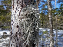 Pseudevernia consocians