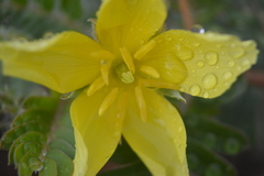 Hypoxidaceae