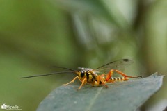 Echthromorpha