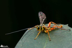 Echthromorpha