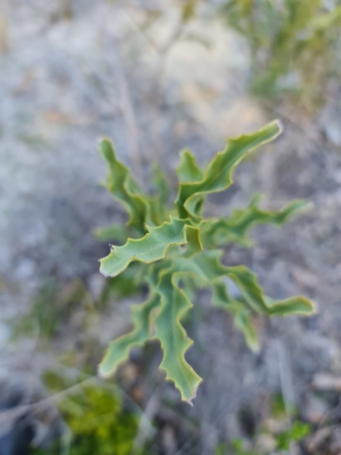 Image of Jacksonia floribunda by (c) Belinda Forbes, some rights reserved (CC BY)