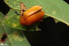 Podontia lutea
