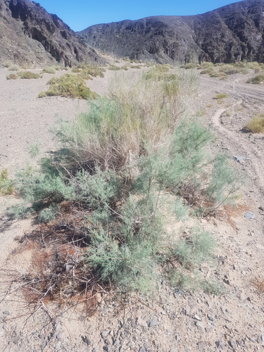 Tamarix karelinii (Tamarix karelinii)