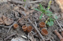 Dumontinia tuberosa