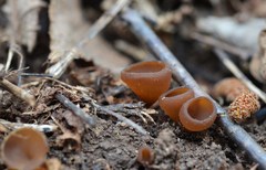 Dumontinia tuberosa